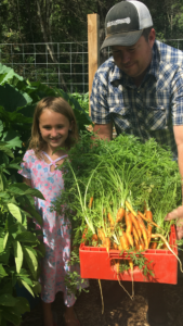 fresh picked carrots